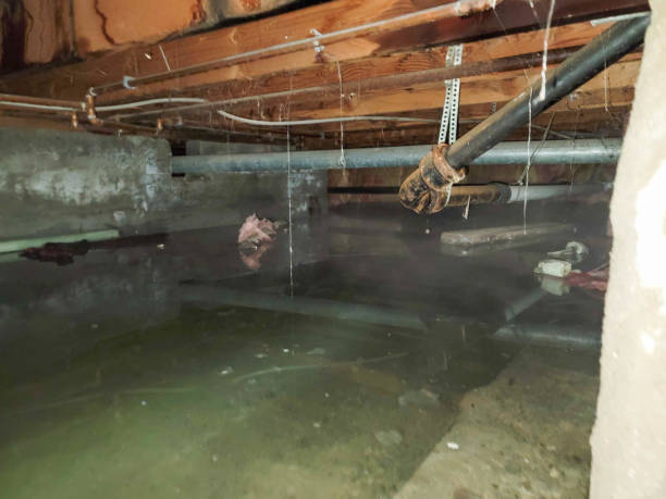 Best Emergency water extraction  in Ridgely, TN