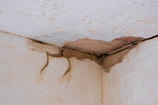 Best Water damage cleanup near me  in Ridgely, TN