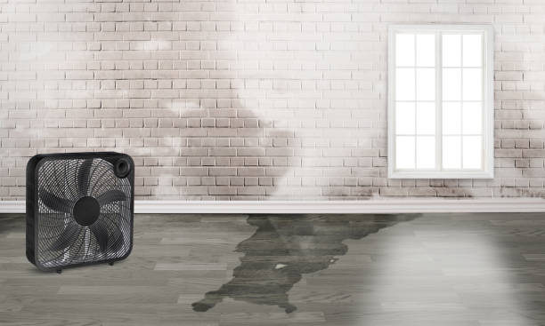 Best Carpet water damage restoration  in Ridgely, TN